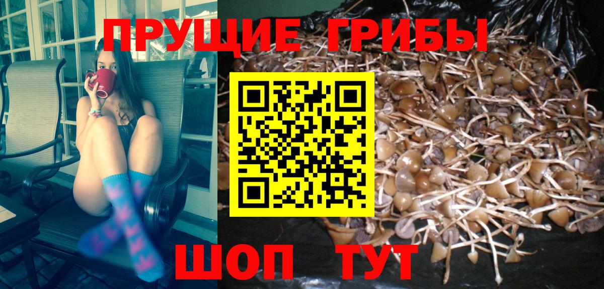 Галлюциногенные грибы MAGIC MUSHROOMS  Вход с VPN  Псилоцибиновые грибы прущие грибы  Гусиноозёрск 